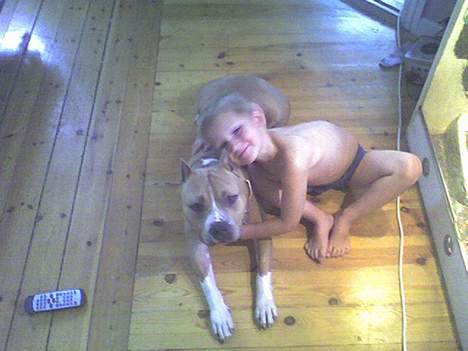 Amerikansk staffordshire terrier maximus billede 14