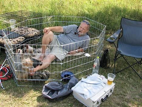 Australian silky terrier Shiela - Far og alle os hunde. billede 4