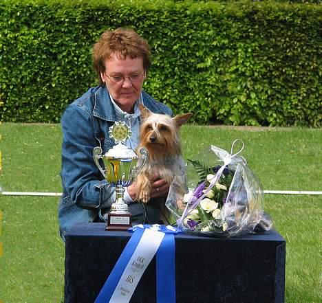 Australian silky terrier Shiela billede 5