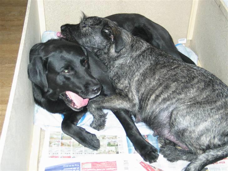 Blanding af racer Nikita  - i hvor vi putter billede 13