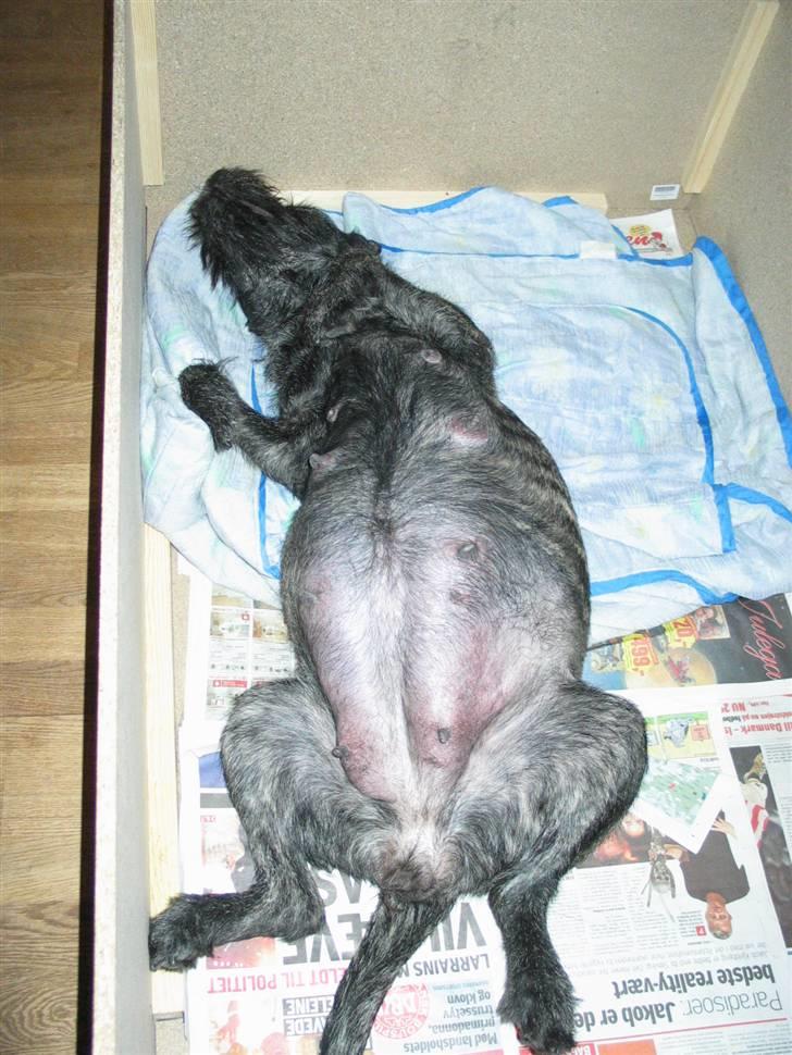 Blanding af racer Nikita  - En meget tyk Nikit der snart skal have hvalpe (29-11-07) billede 14