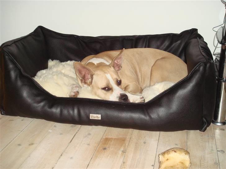 Amerikansk staffordshire terrier Xena - se mine nye flotte kurv i læder og kanin pels. Her kan man lige hele dagen! billede 6