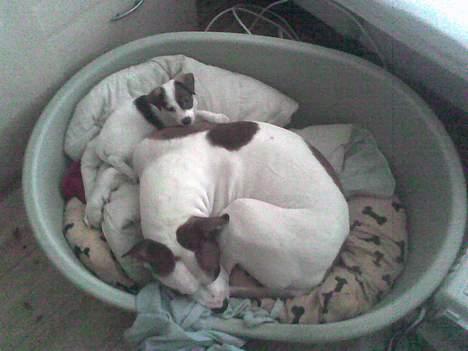 Blanding af racer *Bella*(Mus). R.I.P - Bella og Mulle hygger i Bellas kurv.... billede 15