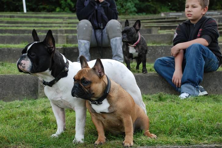 Fransk bulldog Emma  - Vi holder øje med de andre hunde.. billede 8