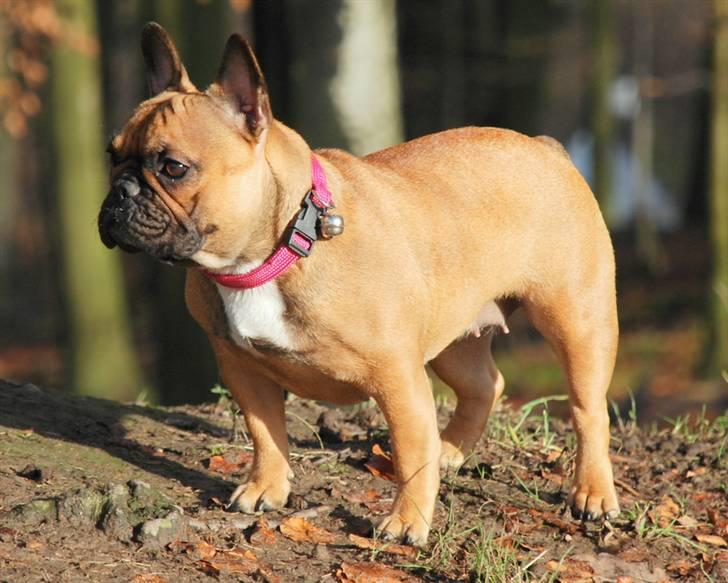 Fransk bulldog Emma  - Emma 1 år billede 9