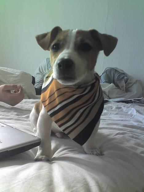Jack russell terrier Bandit - Seje Bandit med mors tørklæde billede 1