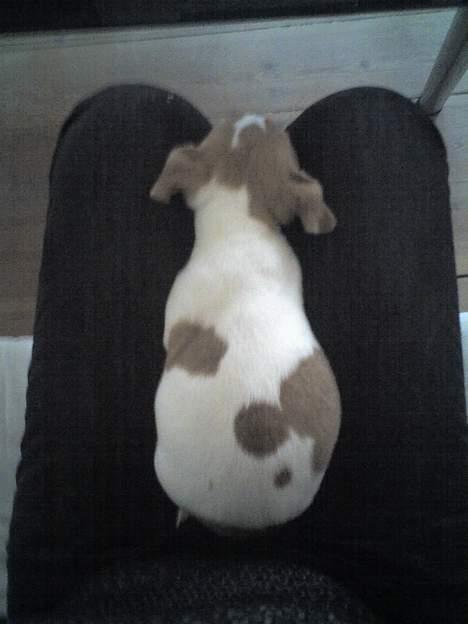 Jack russell terrier Bandit - Gået kold igen! billede 3