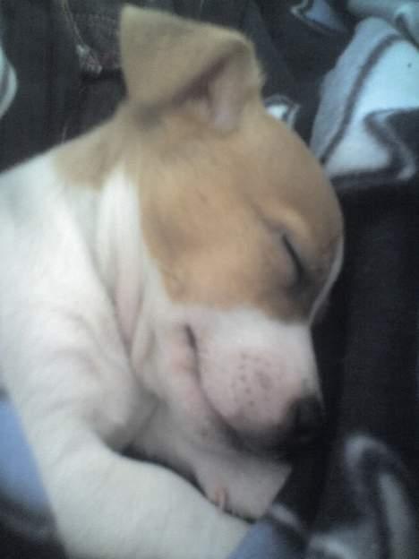 Jack russell terrier Bandit - Ej, moar... Ikk det billede - jeg har dobbelt hage! billede 4