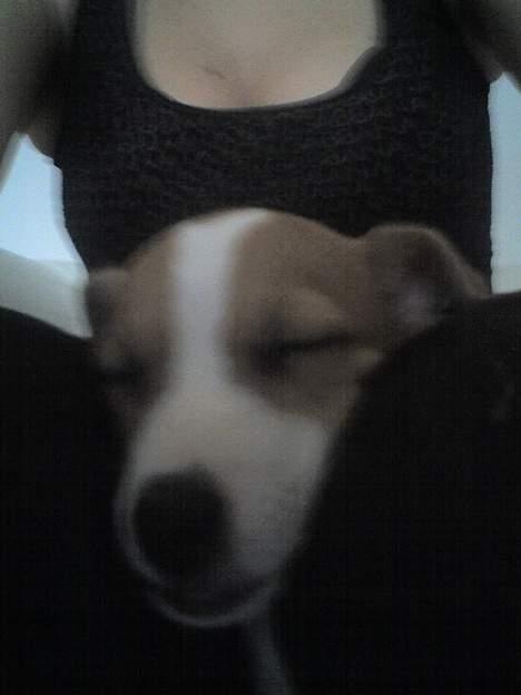 Jack russell terrier Bandit - Bare dejligt at sove mellem moar´ lårbasser! billede 5