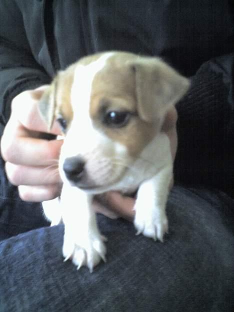 Jack russell terrier Bandit - Første gang vi så ham! Ikk til at stå for! billede 6