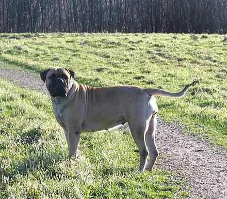 Bullmastiff Brak's MonteCalina/Maddie billede 16