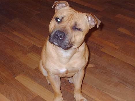 Staffordshire bull terrier zaki billede 16