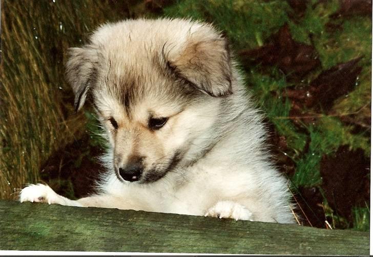 Islandsk fårehund Sòlargeisli Afram - 1. tur udenfor d. 16/1 - 2007 billede 10