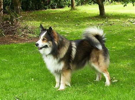 Islandsk fårehund Sòlargeisli Afram - Her er min flotte farmand billede 11