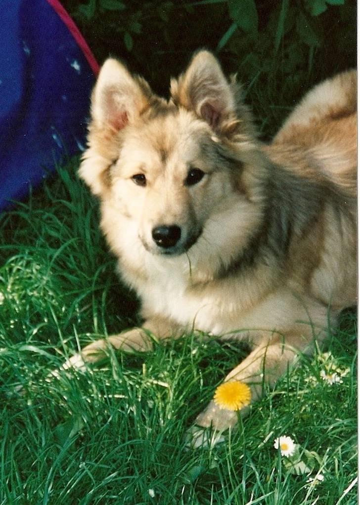 Islandsk fårehund Sòlargeisli Afram - blomsterbarn billede 12