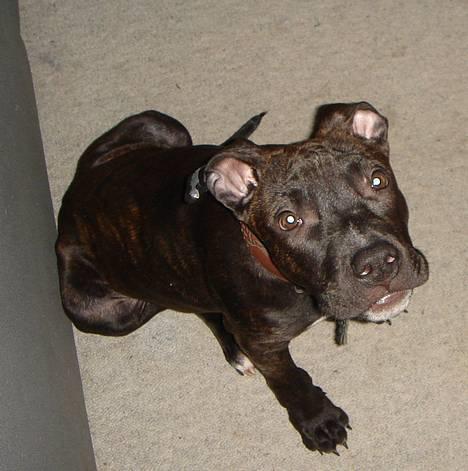 Amerikansk staffordshire terrier ASLAN - Skal vi ikk nok lege... billede 1