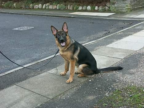 Schæferhund Chijas Vivaldi billede 10