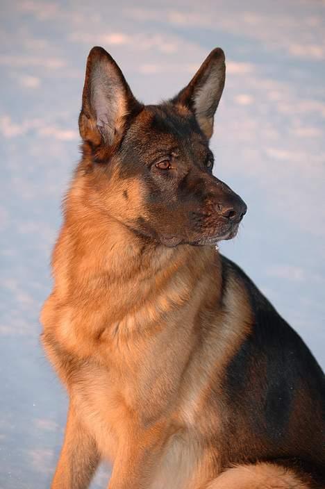 Schæferhund Chijas Vivaldi billede 16