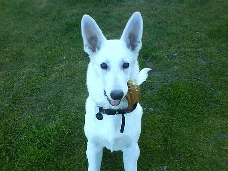 Hvid schæfer Aron billede 1