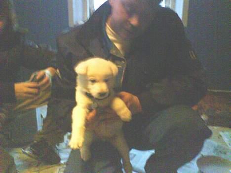 Hvid schæfer Aron billede 2