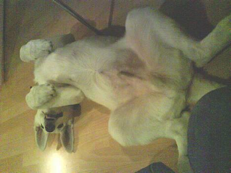 Hvid schæfer Aron billede 3