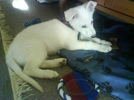 Hvid schæfer Aron billede 4