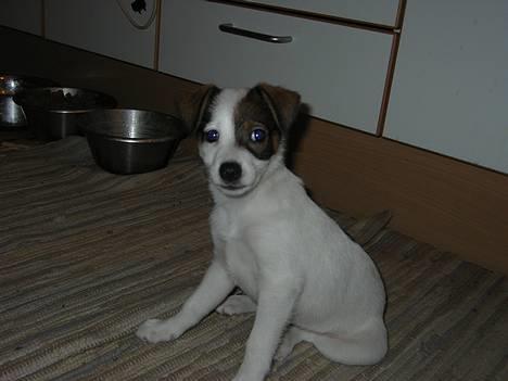 Dansk svensk gaardhund *MullePigen*  R.I.P... - Nææ tag så det billede... billede 1