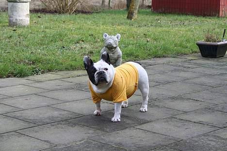 Fransk bulldog Bullmarks Selma de Struve billede 17