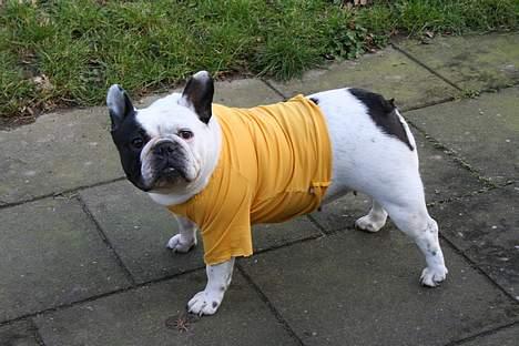 Fransk bulldog Bullmarks Selma de Struve billede 18