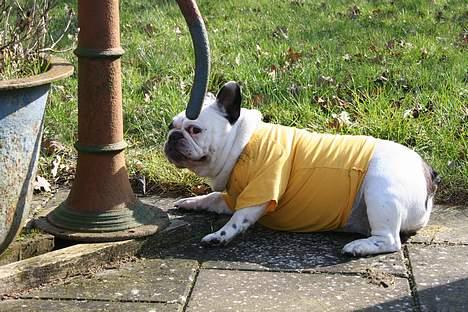 Fransk bulldog Bullmarks Selma de Struve billede 19