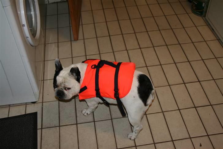 Fransk bulldog Bullmarks Selma de Struve - Har lige fået en svømmevest. billede 20