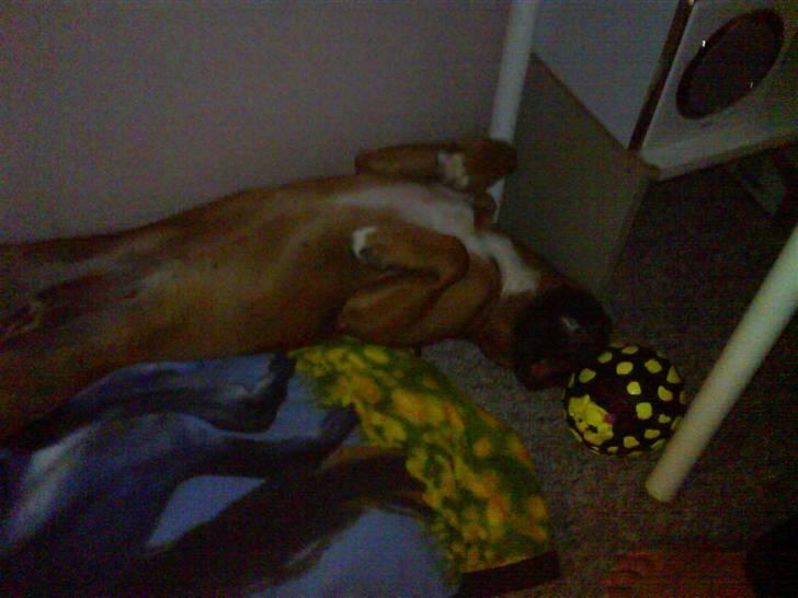 Boxer Freja - Hun kan sove på de mærkeligste måder. billede 14