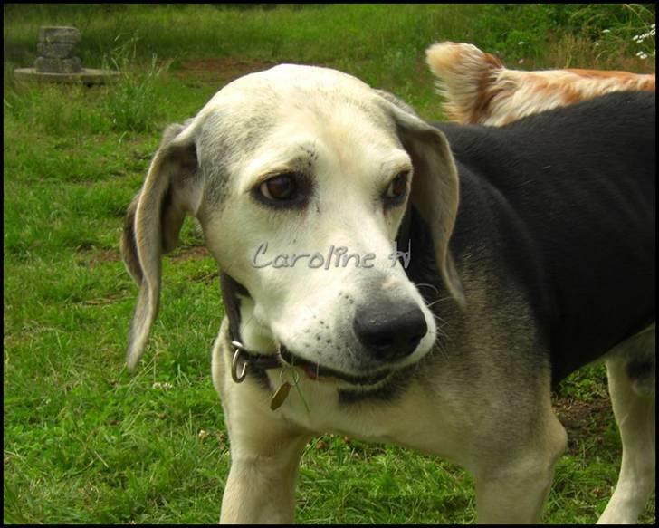 Dunker støver Tricho billede 9