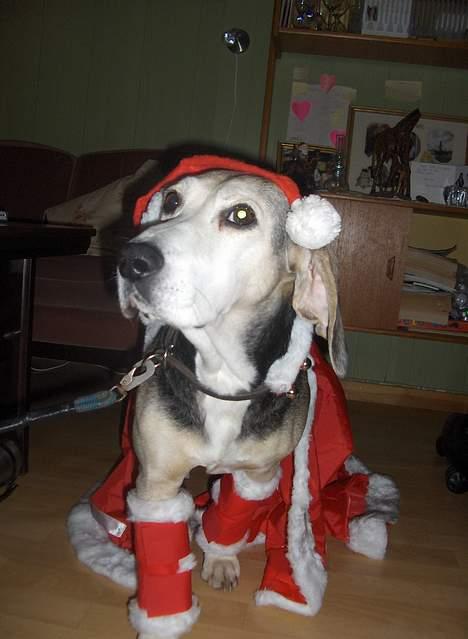 Dunker støver Tricho billede 10