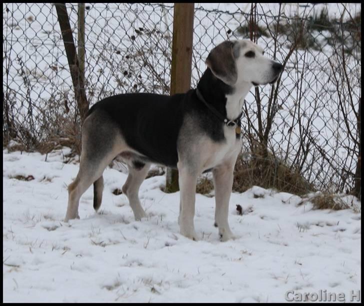 Dunker støver Tricho - Oppdatert: jan09 billede 11