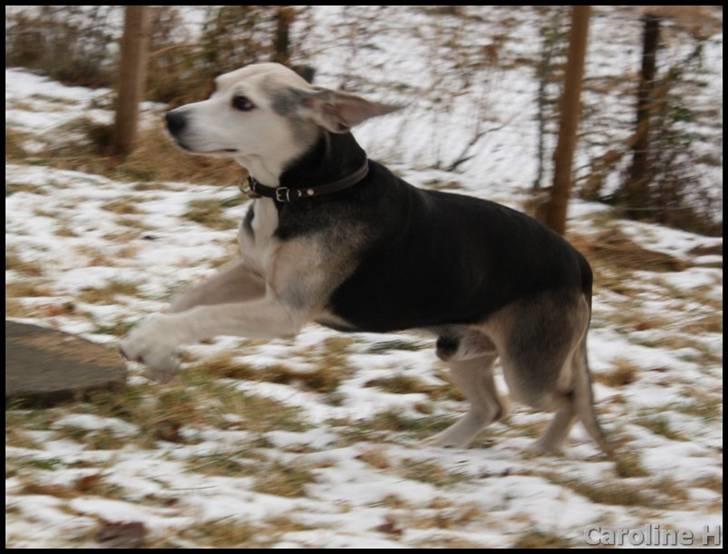 Dunker støver Tricho billede 12