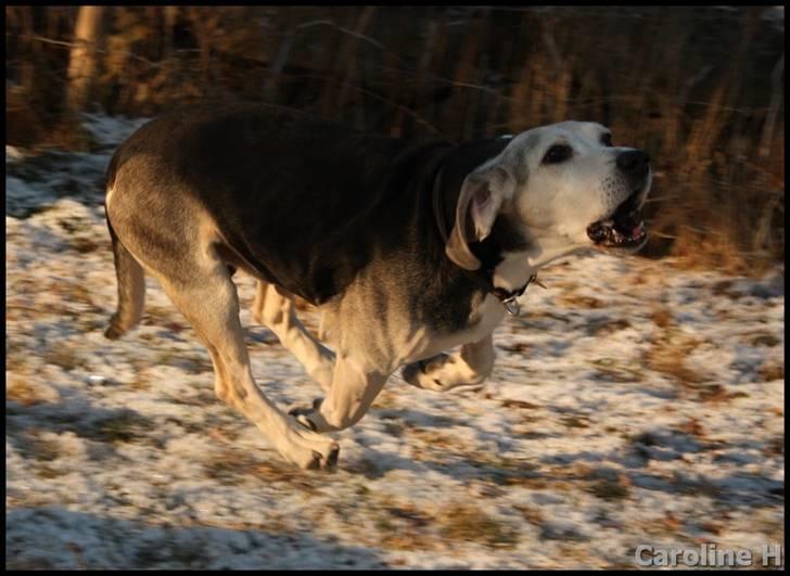 Dunker støver Tricho - Oppdatert: jan09 billede 13
