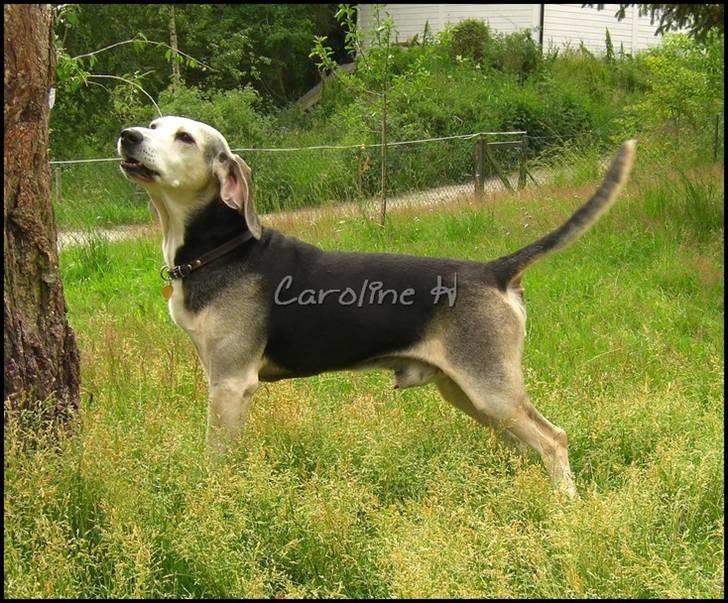 Dunker støver Tricho billede 14