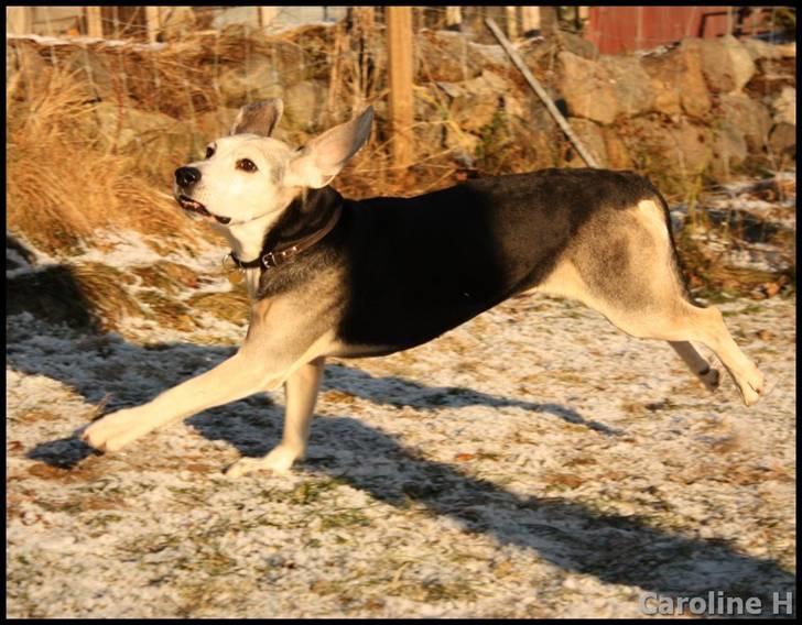 Dunker støver Tricho - Oppdatert: jan09 billede 15