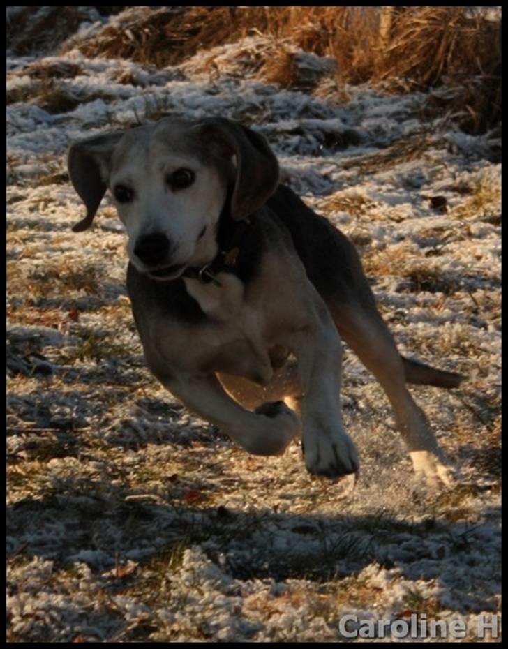 Dunker støver Tricho - Oppdatert: jan09 billede 16