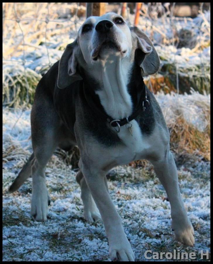 Dunker støver Tricho - Oppdatert: jan09 billede 17