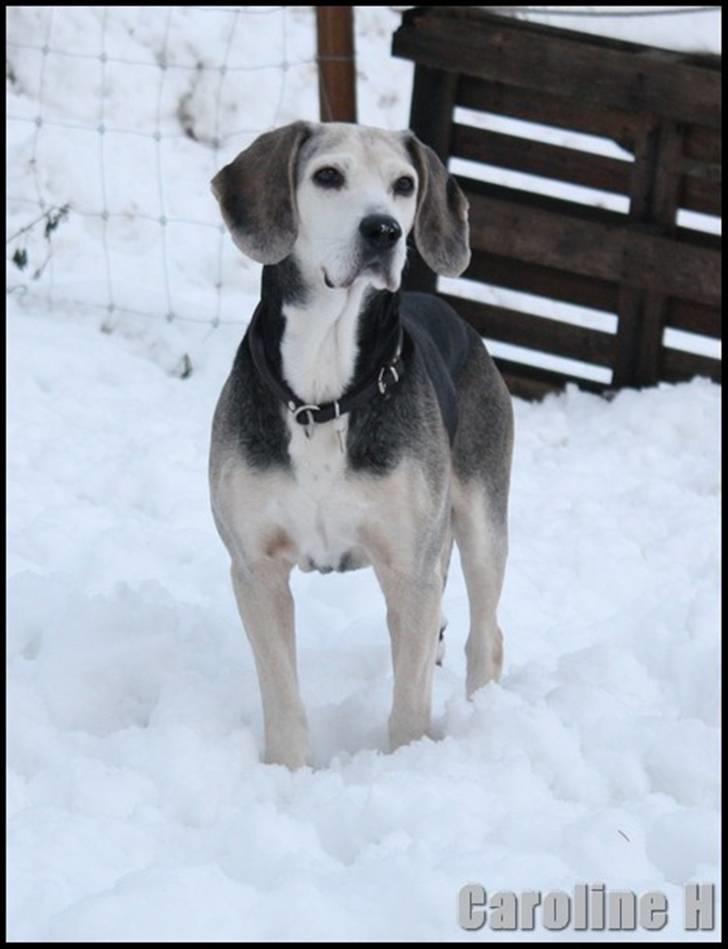 Dunker støver Tricho - Oppdatert: jan09 billede 18