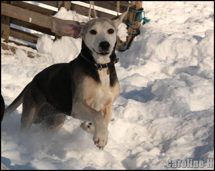 Dunker støver Tricho - Oppdatert: feb09 billede 19