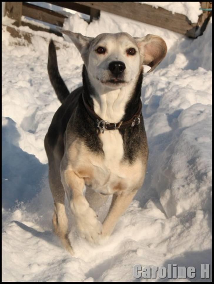 Dunker støver Tricho - Oppdatert: feb09 billede 20