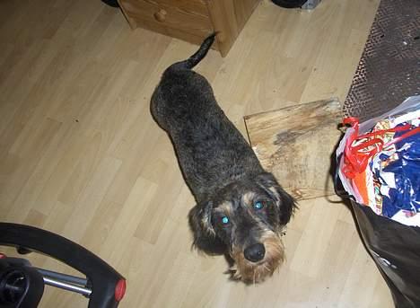 Gravhund Goliath  billede 12