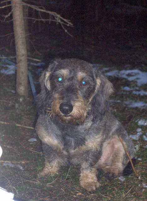 Gravhund Goliath  billede 13