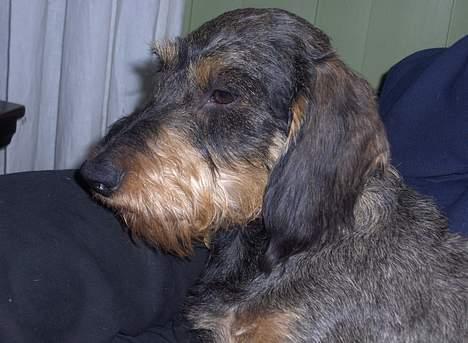 Gravhund Goliath  billede 14