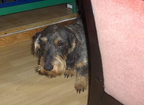 Gravhund Goliath  billede 15