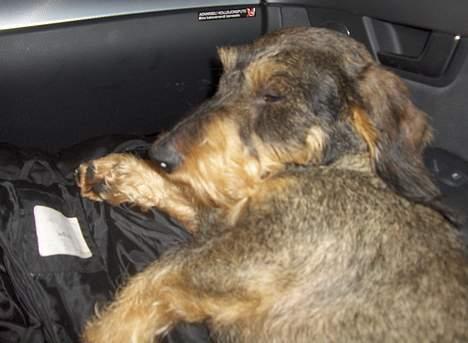 Gravhund Goliath  billede 16