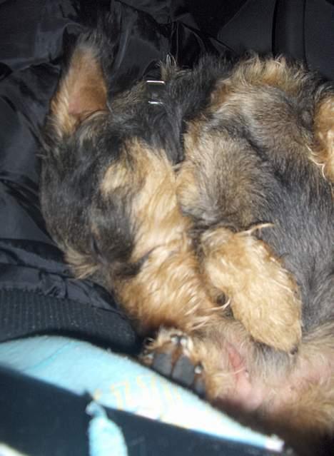 Gravhund Goliath  billede 17